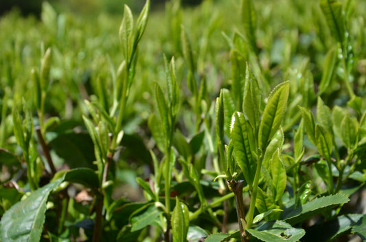 Vol.1 そもそも、日本茶って何だ?