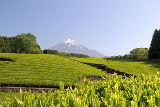 Vol.4 煎茶の種類