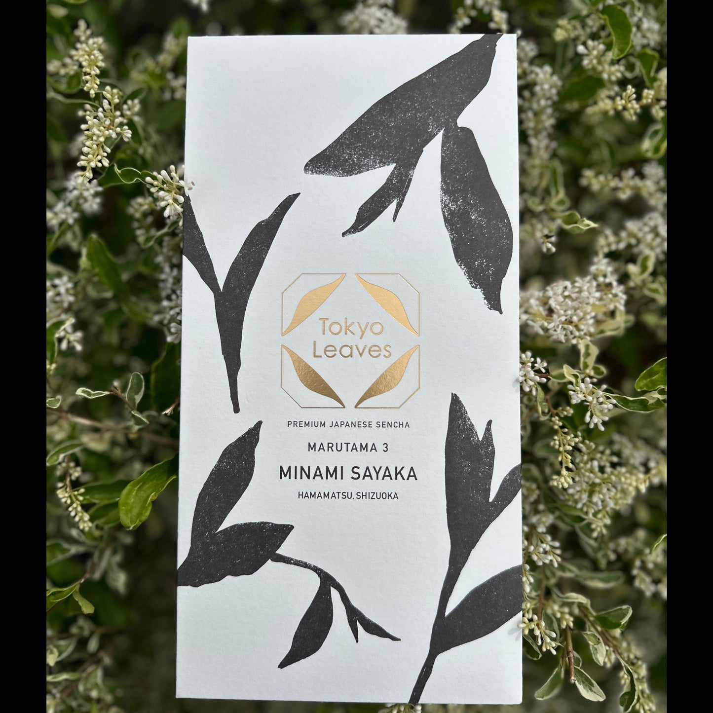 SENCHA Gift Set Scheduled