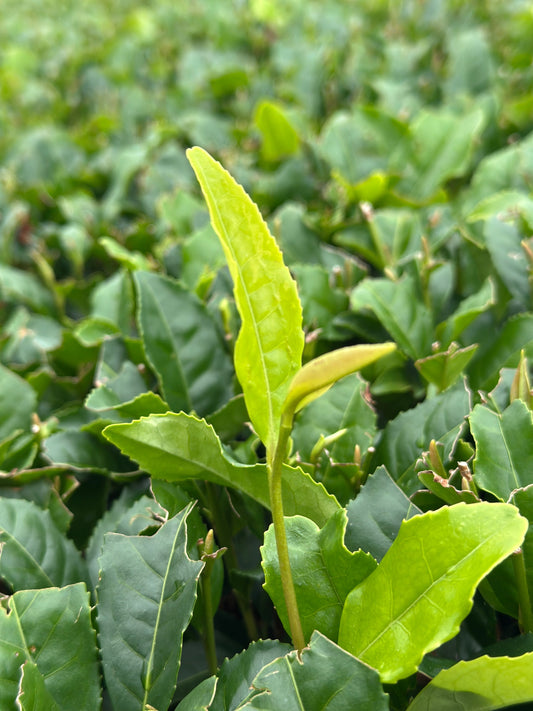 季節の最初の一滴 - 新茶に見る日本の「初もの」文化