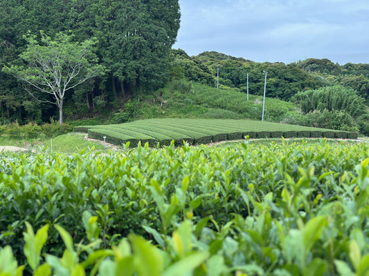 新茶の“テロワール”を旅する──日本五大銘茶の文化比較