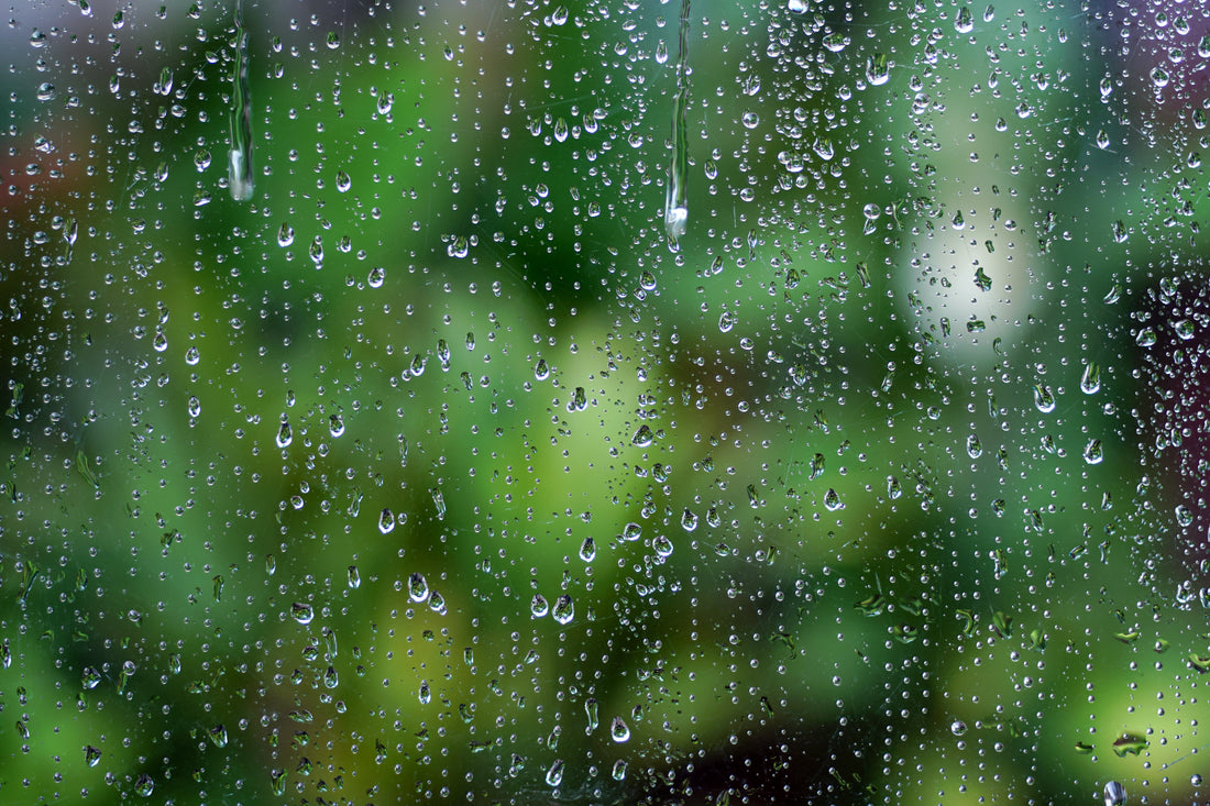 雨音とともに味わう、日本茶のひととき